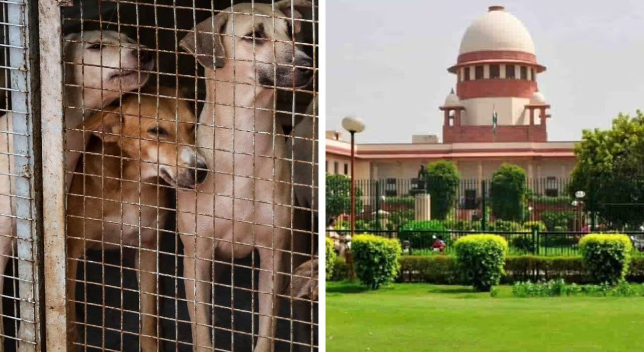 The Shelter Challenge after SC Order: 10 Lakh Stray Dogs Need Acres of Space