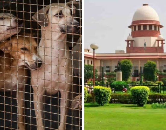The Shelter Challenge after SC Order: 10 Lakh Stray Dogs Need Acres of Space