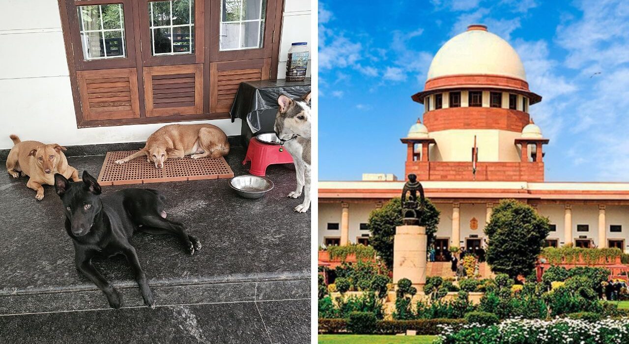 Supreme Court Order Results in Vaccination of Over 46,000 Stray Dogs In Chennai