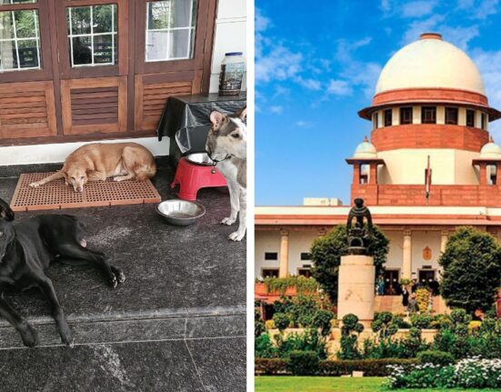 Supreme Court Order Results in Vaccination of Over 46,000 Stray Dogs In Chennai
