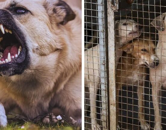 Uttar Pradesh Orders Lifetime Shelter for Repeat Biting Stray Dogs