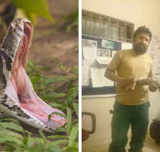 10-foot-long Python found in UP school mid-day meal room, Cause Panic