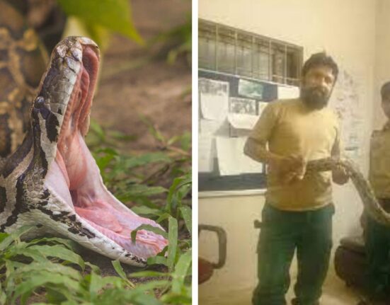 10-foot-long Python found in UP school mid-day meal room, Cause Panic