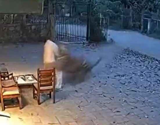 Viral Video Out of tiger attack in Maharashtra Chandrapur, Netizens say fake-AI generated