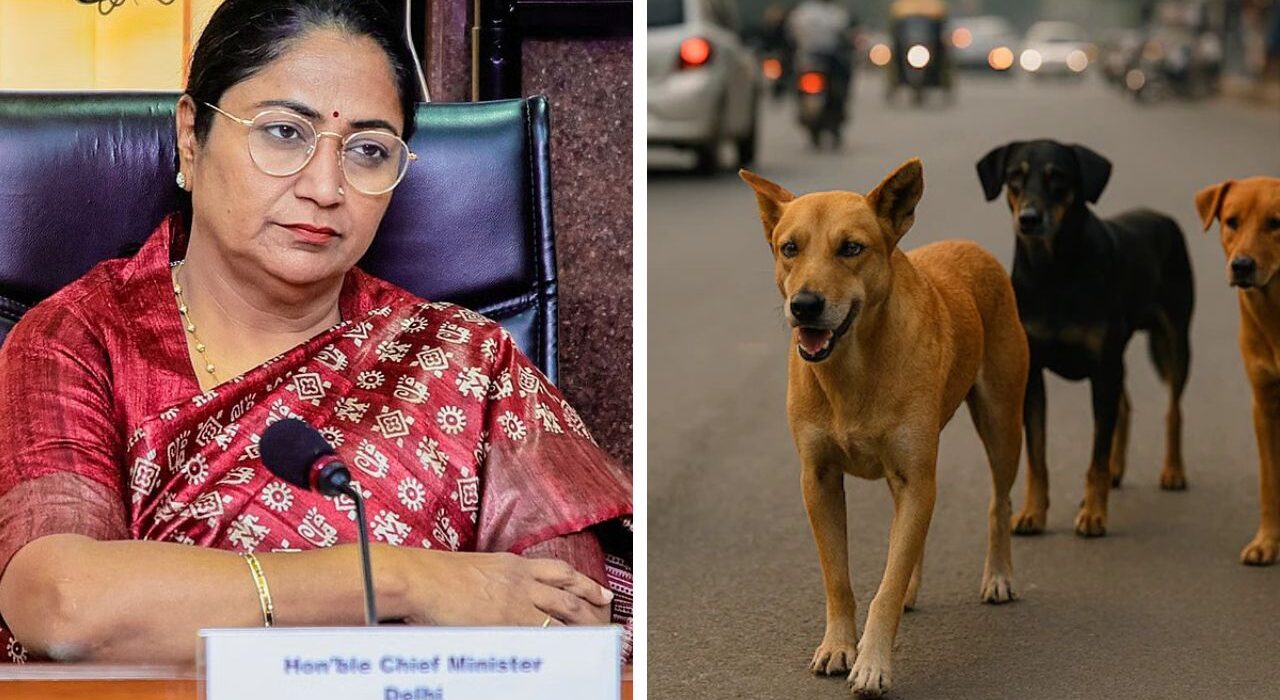 Delhi Denies Teachers Ordered to Count Stray Dogs