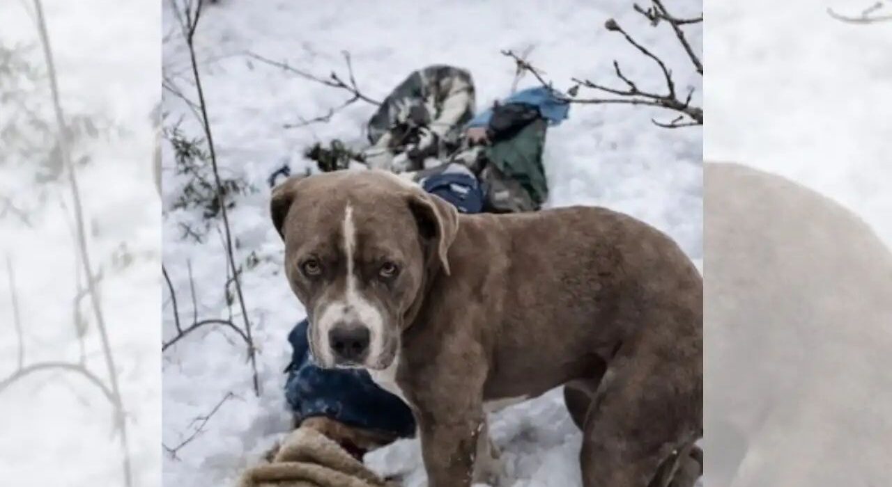 Pitbull Stands Guard Over Boy's Body for Four Days in Snowy Himalayas