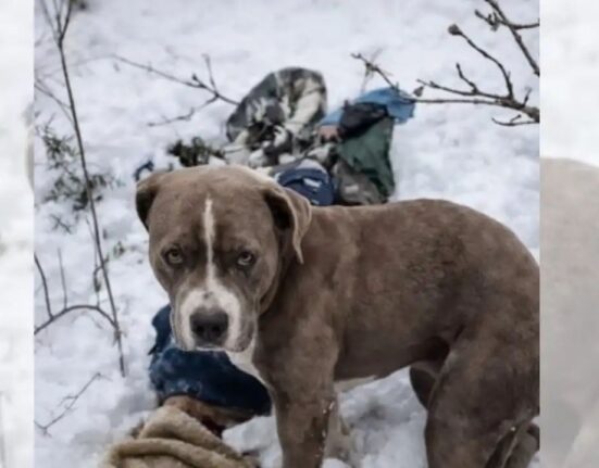 Pitbull Stands Guard Over Boy's Body for Four Days in Snowy Himalayas