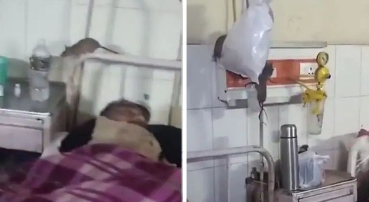 Rats Roam Freely in ICU ward at Gonda Medical College, Video Gone viral