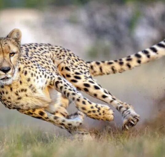 Nine Cheetahs from Botswana Boost India's Population to 48 at Kuno Park