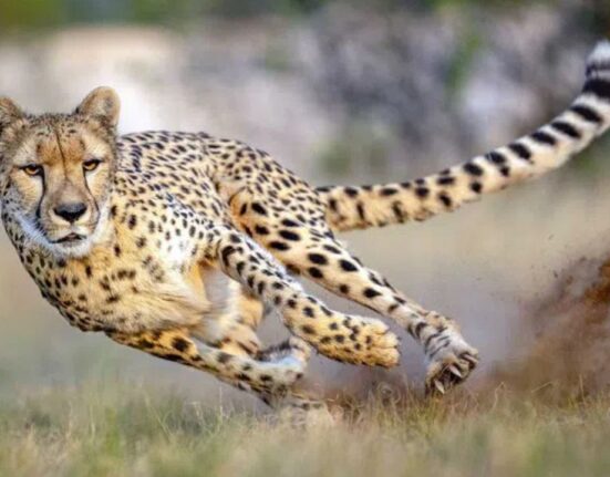 Nine Cheetahs from Botswana Boost India's Population to 48 at Kuno Park