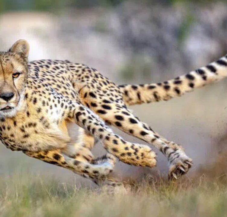 Nine Cheetahs from Botswana Boost India's Population to 48 at Kuno Park