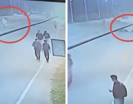 Prakhar Bhardwaj suffers brain injuries after hit by stray bull in Noida Sector 168