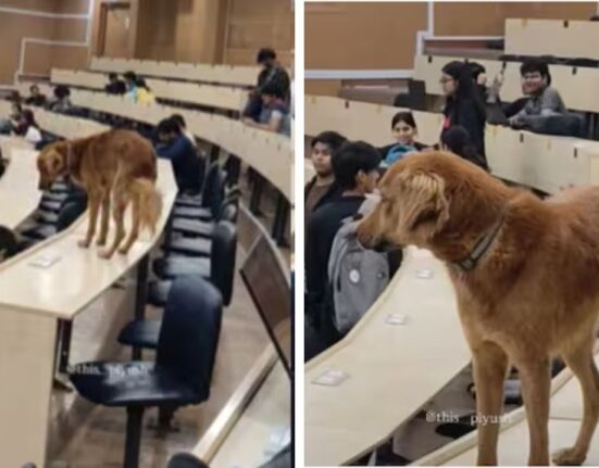 Stray dog enters classroom at IIT Bombay prompting students to pause lecture