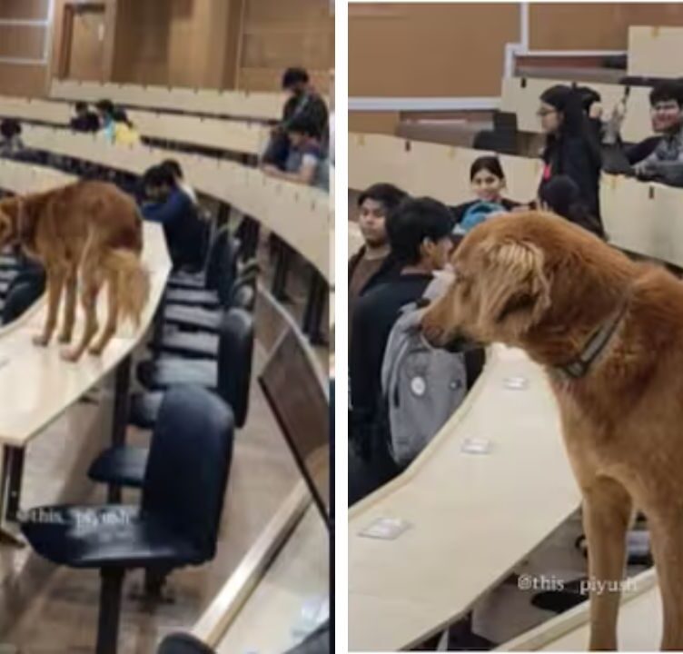 Stray dog enters classroom at IIT Bombay prompting students to pause lecture