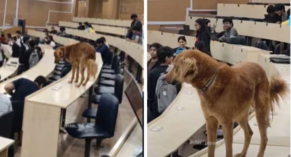 Stray dog enters classroom at IIT Bombay prompting students to pause lecture