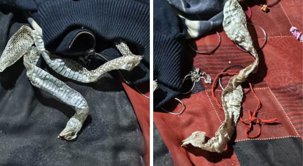 UP Women flees home Overnight, Leave 5-Foot Snake Skin Found On Bed