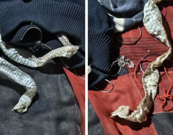 UP Women flees home Overnight, Leave 5-Foot Snake Skin Found On Bed