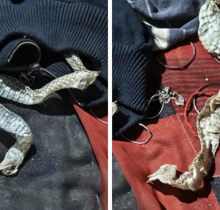 UP Women flees home Overnight, Leave 5-Foot Snake Skin Found On Bed