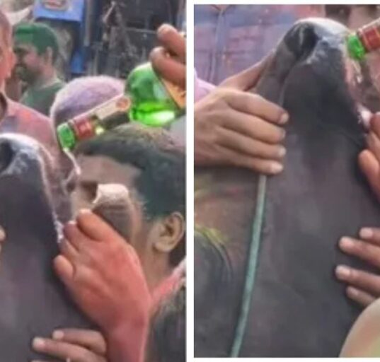 Haryana Men Force Liquor into Cow's Mouth During Holi