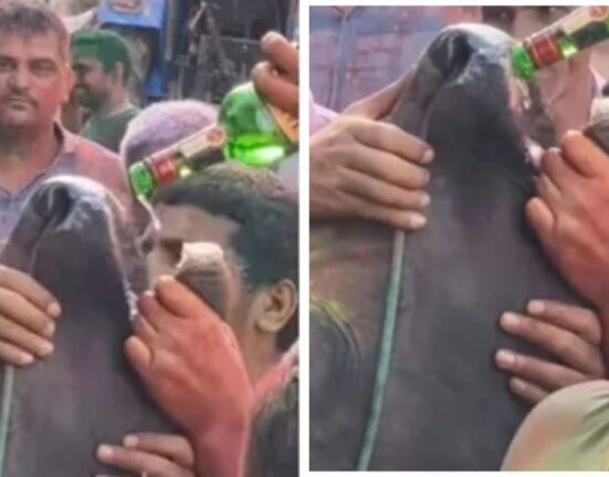 Haryana Men Force Liquor into Cow's Mouth During Holi