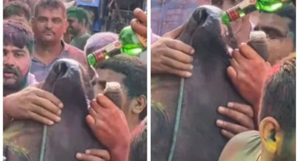 Haryana Men Force Liquor into Cow's Mouth During Holi