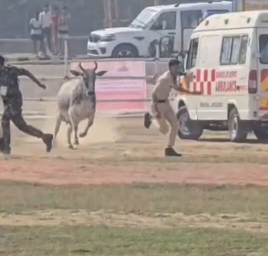 Major Security Lapse in CM Nitish Kumar Visit as Bull Enters Helipad, Policemen Run for Safety