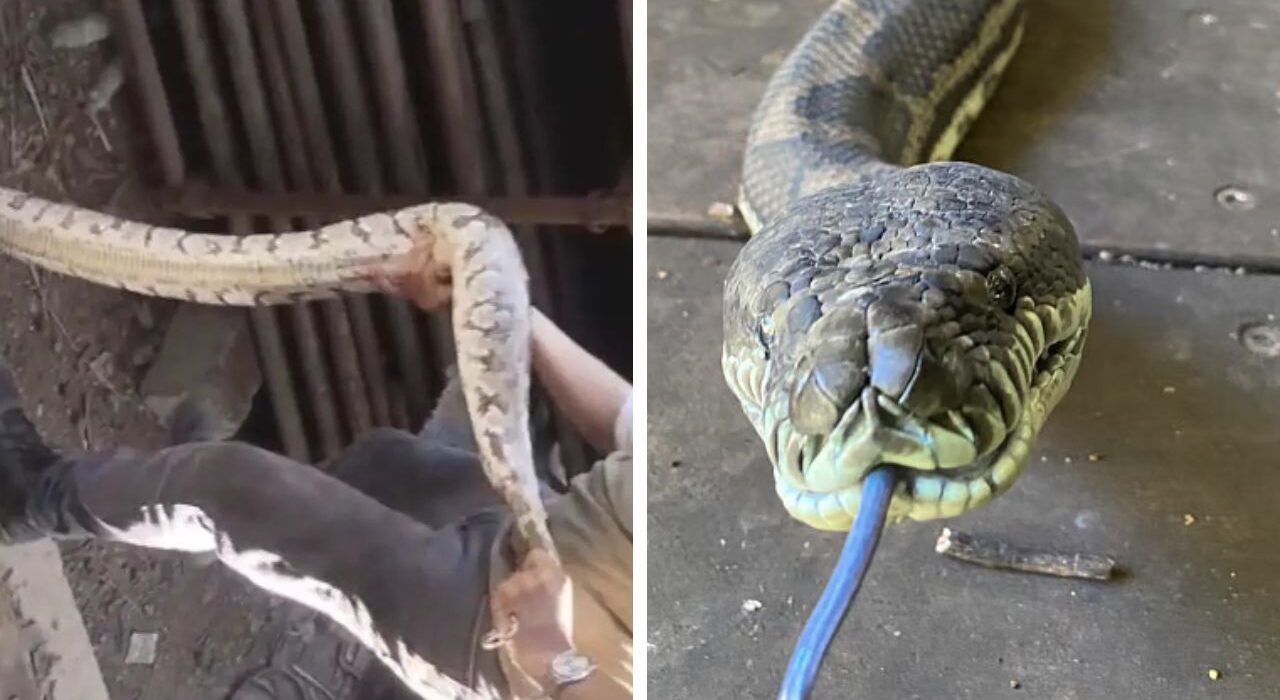 Mumbai News: 7-Foot Indian Rock Python Rescued Near Jio World Drive in BKC