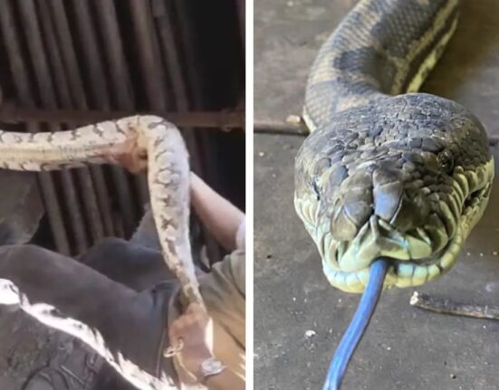 Mumbai News: 7-Foot Indian Rock Python Rescued Near Jio World Drive in BKC