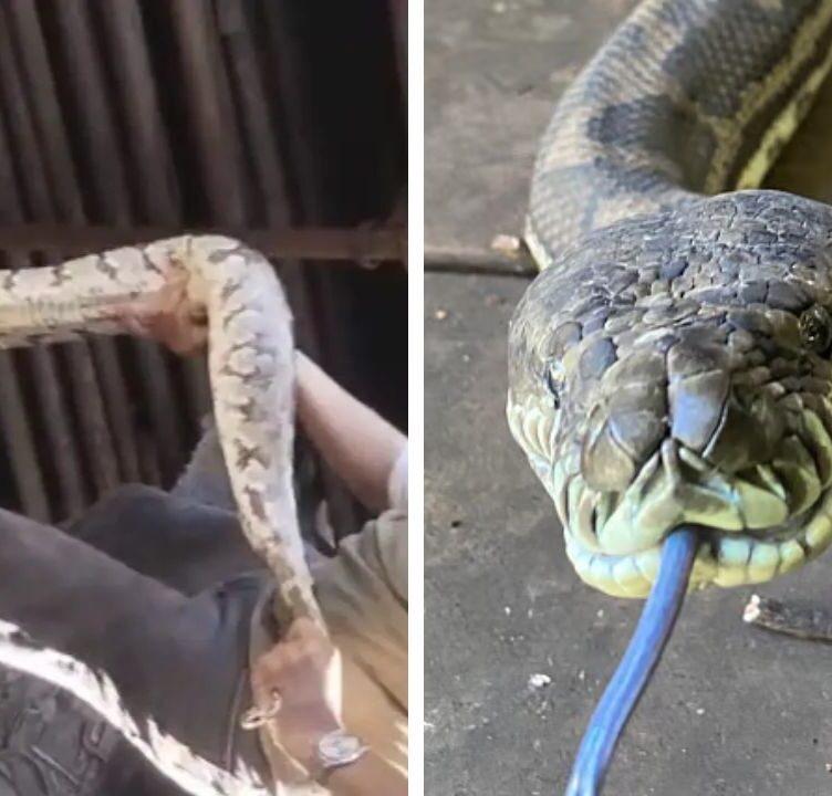 Mumbai News: 7-Foot Indian Rock Python Rescued Near Jio World Drive in BKC