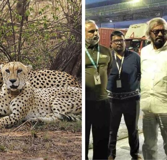 Four Cheetahs from South Africa Arrive in Bengaluru for Conservation