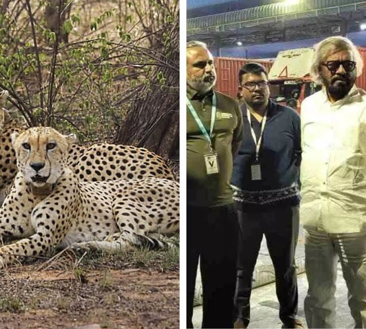 Four Cheetahs from South Africa Arrive in Bengaluru for Conservation