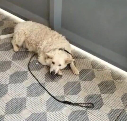 Gopi assaults neighbor's pet dog Scooby in Bengaluru Averehalli after it barked at his wife