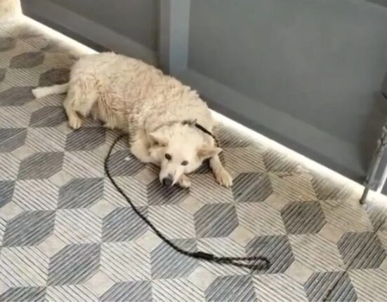 Gopi assaults neighbor's pet dog Scooby in Bengaluru Averehalli after it barked at his wife