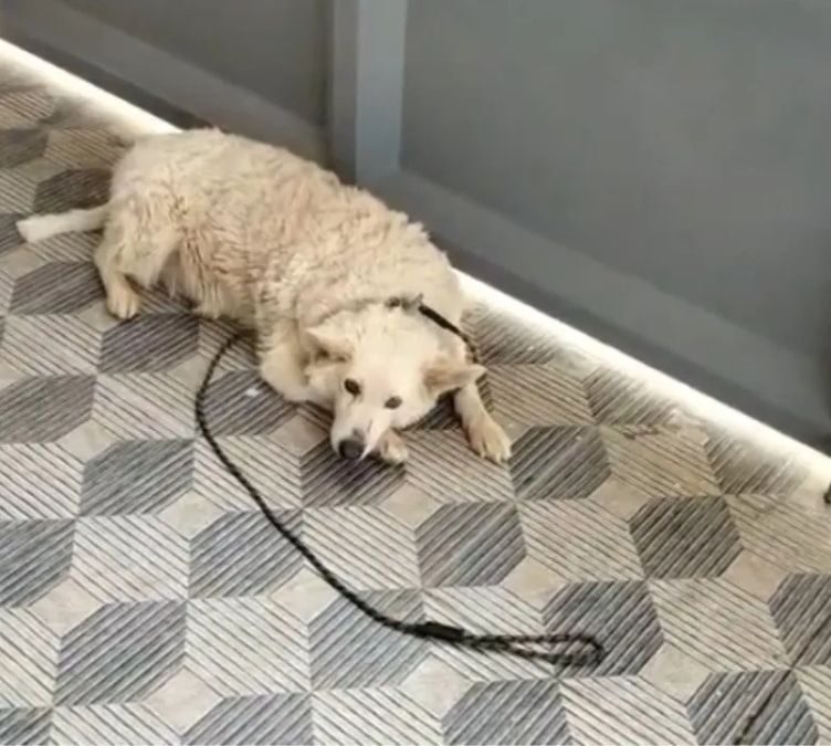 Gopi assaults neighbor's pet dog Scooby in Bengaluru Averehalli after it barked at his wife