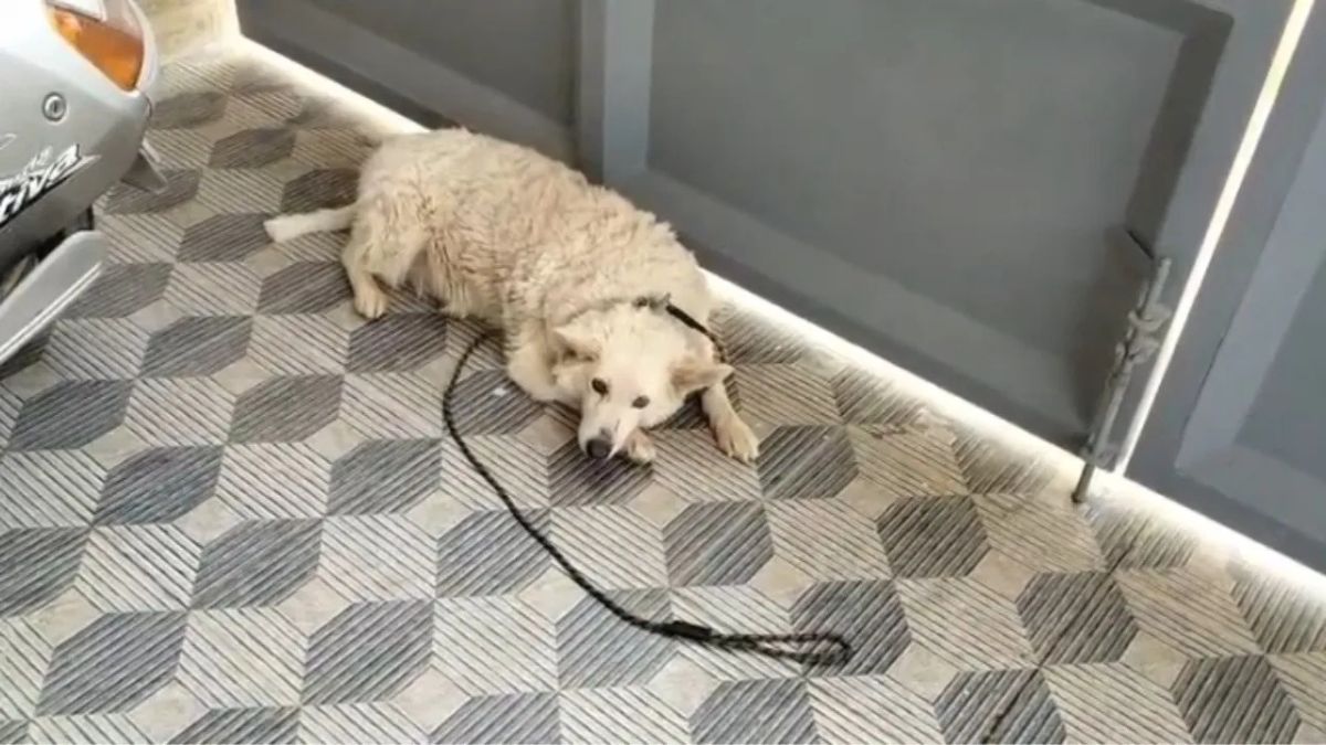 Gopi assaults neighbor's pet dog Scooby in Bengaluru Averehalli after it barked at his wife