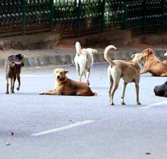 Stray Dogs Maul Boy in Lucknow CCTV Video Amid Rising Attacks