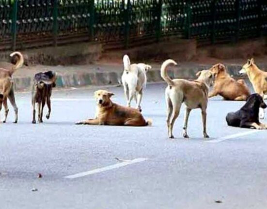 Stray Dogs Maul Boy in Lucknow CCTV Video Amid Rising Attacks