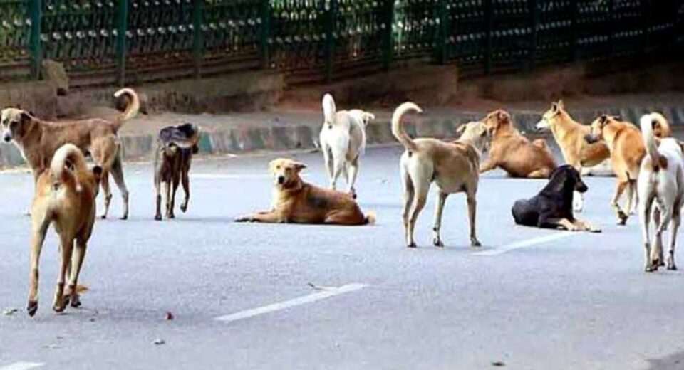 Stray Dogs Maul Boy in Lucknow CCTV Video Amid Rising Attacks