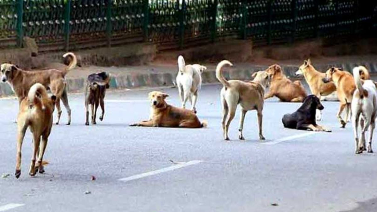 Stray Dogs Maul Boy in Lucknow CCTV Video Amid Rising Attacks