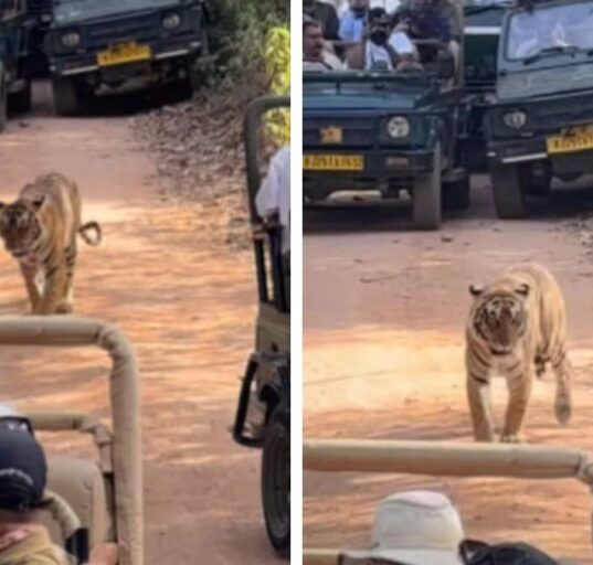 Tiger Trapped by Safari Jeeps in Ranthambore Sparks Outrage