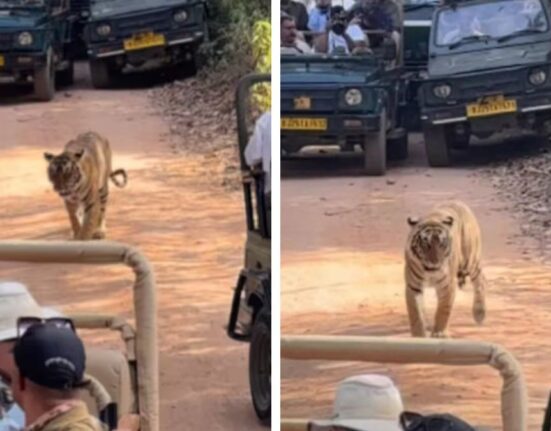 Tiger Trapped by Safari Jeeps in Ranthambore Sparks Outrage