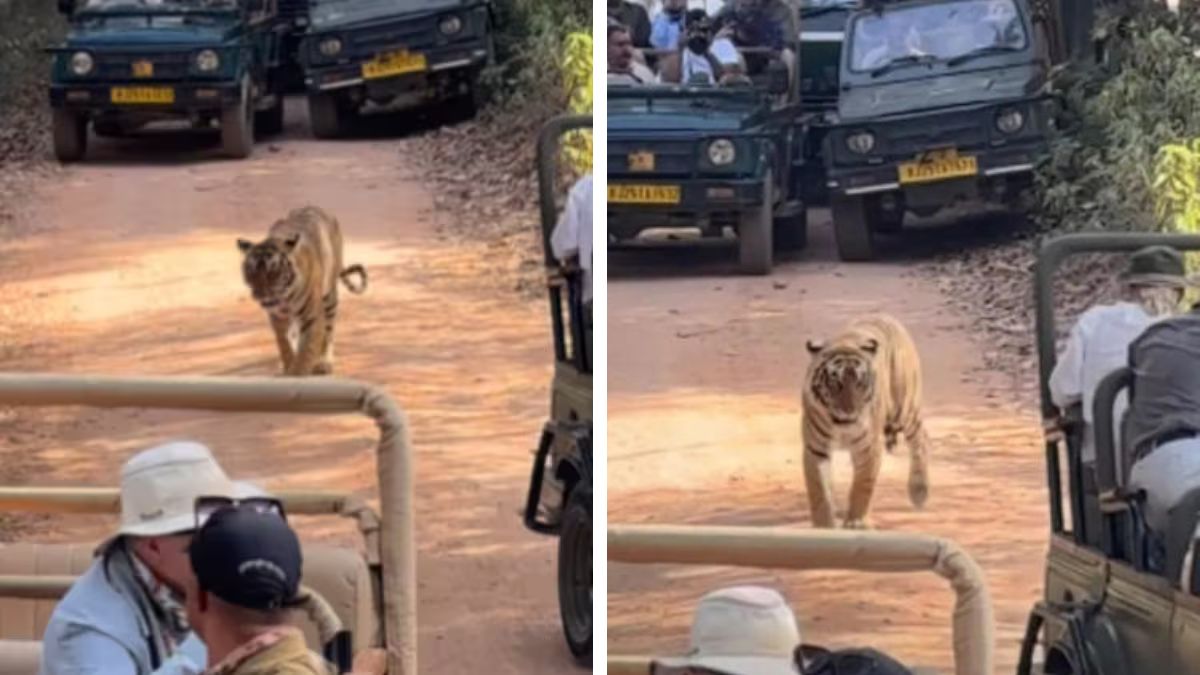Tiger Trapped by Safari Jeeps in Ranthambore Sparks Outrage