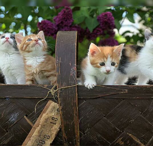 ‘Child Support for Kittens?’ Bengaluru Neighbours in Custody Battle Over 4 Kittens, Police Mediate Dispute