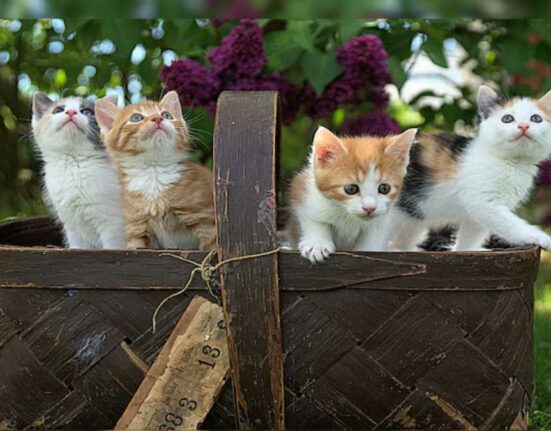 ‘Child Support for Kittens?’ Bengaluru Neighbours in Custody Battle Over 4 Kittens, Police Mediate Dispute