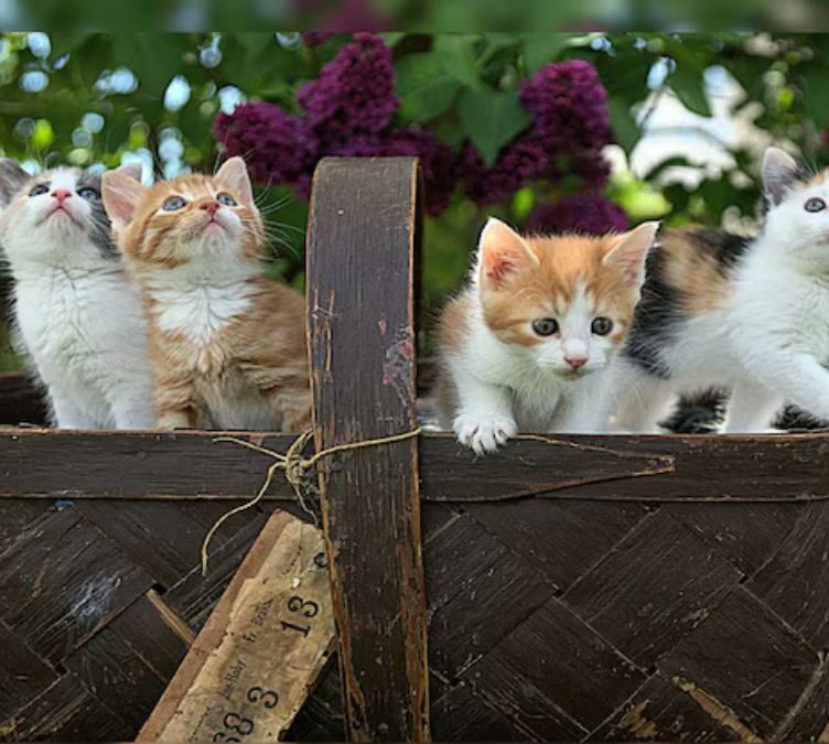 ‘Child Support for Kittens?’ Bengaluru Neighbours in Custody Battle Over 4 Kittens, Police Mediate Dispute