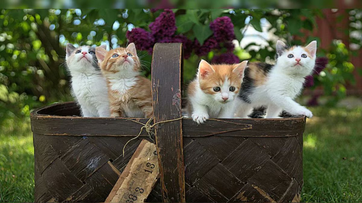 ‘Child Support for Kittens?’ Bengaluru Neighbours in Custody Battle Over 4 Kittens, Police Mediate Dispute