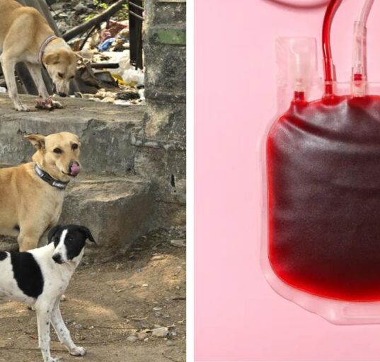 Hyderabad Activists Allege Stray Dogs Drained as Blood Banks at Pet Hospital