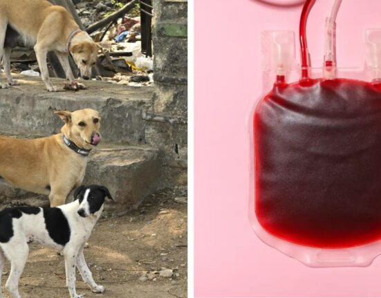 Hyderabad Activists Allege Stray Dogs Drained as Blood Banks at Pet Hospital