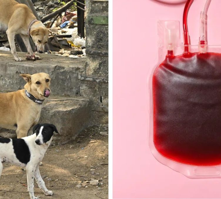 Hyderabad Activists Allege Stray Dogs Drained as Blood Banks at Pet Hospital