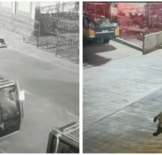 Leopard was spotted inside the Mercedes-Benz manufacturing plant in Pune